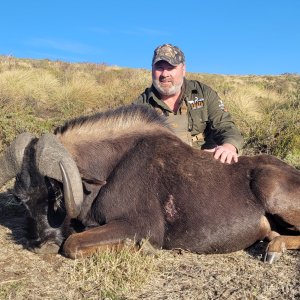 Black Wildebeest Hunt Eastern Cape South Africa