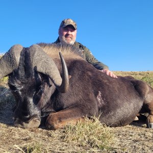 Black Wildebeest Hunt Eastern Cape South Africa