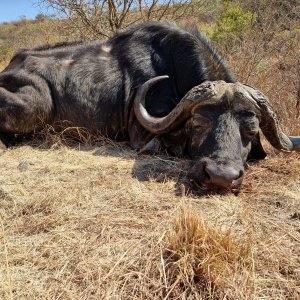 Buffalo Hunt Limpopo South Africa