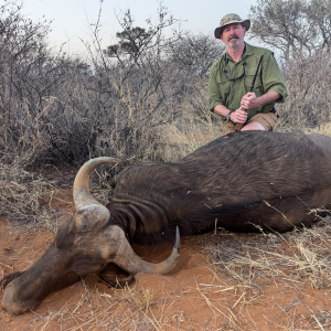 Buffalo Cow Hunt South Africa