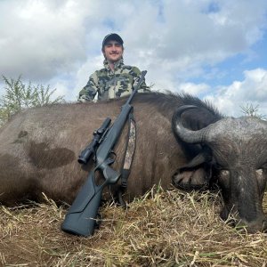 Buffalo Cow Hunt South Africa