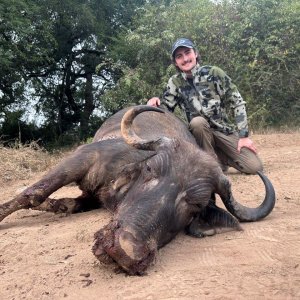 Buffalo Cow Hunt South Africa