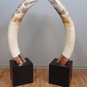 Elephant Tusk Pedestal Mounts