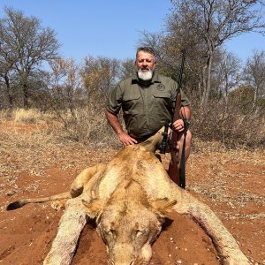 Lioness Hunt Limpopo South Africa