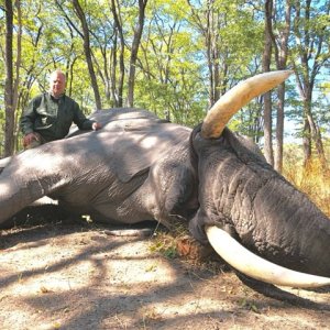 Hunting Elephant