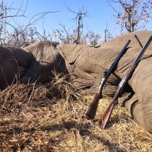 Elephant Hunt Limpopo Province South Africa