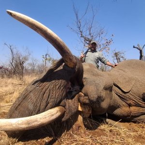 Elephant Hunt Limpopo Province South Africa