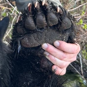 Vancouver Island Black Bear paw