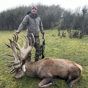 New Zealand Red Stag