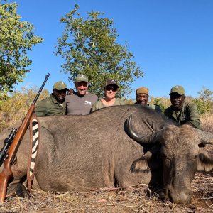 Buffalo Cow Hunt Zimbabwe