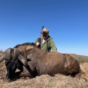 Black Wildebeest Hunt South Africa