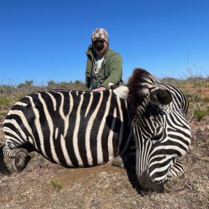 Zebra Hunt South Africa