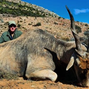 Eland Hunt Karoo South Africa