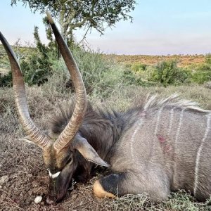 Nyala Hunt Karoo South Africa