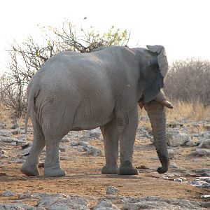 Elephant Etosha Namibia