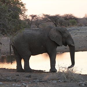 Elephant Etosha Namibia