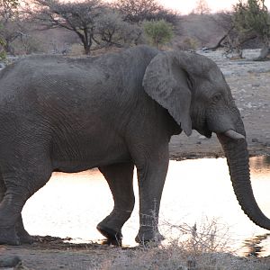 Elephant Etosha Namibia