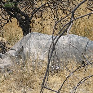 Black Rhino Etosha Namibia