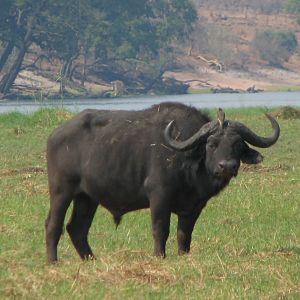 Buffalo Caprivi Namibia