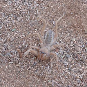 Camel Spider Namibia