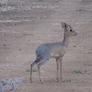 Damara Dik Dik Namibia