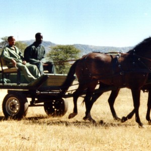 Horse Carriage Namibia