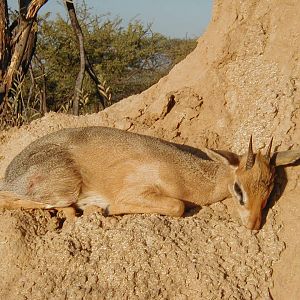 Damara Dik Dik Namibia