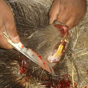 African Porcupine Teeth