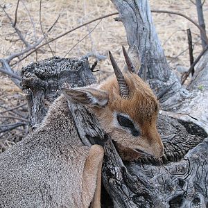 Damara Dik Dik Namibia