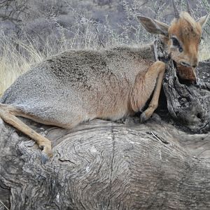 Damara Dik Dik Namibia