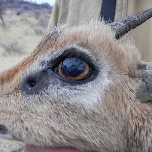 Damara Dik Dik Namibia