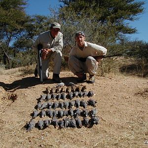 Bird Hunting Namibia Africa