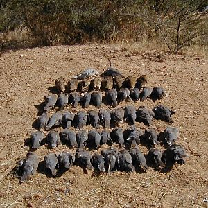 Bird Hunting Namibia Africa