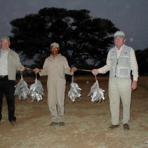 Bird Hunting Namibia Africa