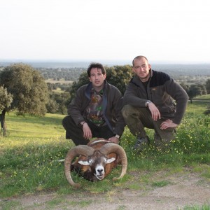 Hunting Mouflon in Spain