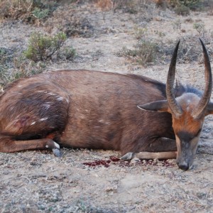 Bushbuck Hunt in Eastern Cape