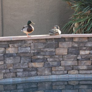 Ducks on the Pool