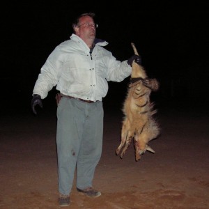 Hunting Aardwolf in Namibia