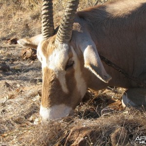 Hunting Golden Oryx in Namibia