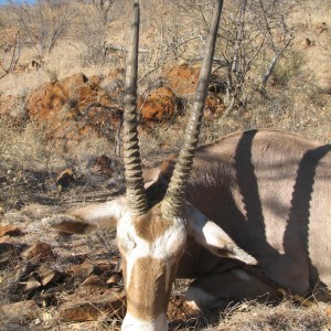 Hunting Golden Oryx in Namibia