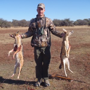 Hunting Black-backed Jackal in Namibia