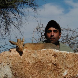 Hunting Damara Dik-Dik in Namibia