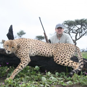 Hunting Cheetah in Namibia