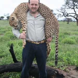 Hunting Cheetah in Namibia