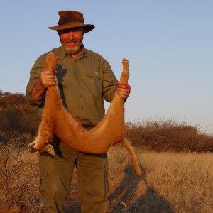 Hunting Caracal in Namibia