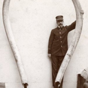 Pair of Massive African Elephant Tusks