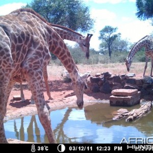 Giraffes at Tally Ho Game Ranch South Africa