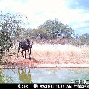 Sable at Tally Ho Game Ranch South Africa