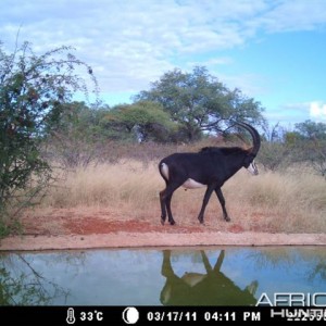 Sable at Tally Ho Game Ranch South Africa