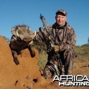 Bowhunting Warthog in Namibia